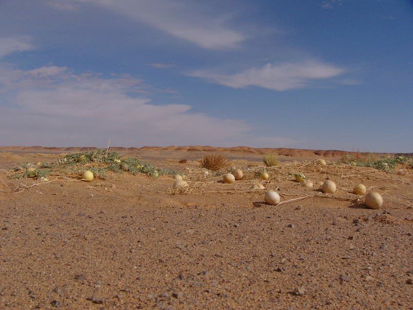 coloquintes