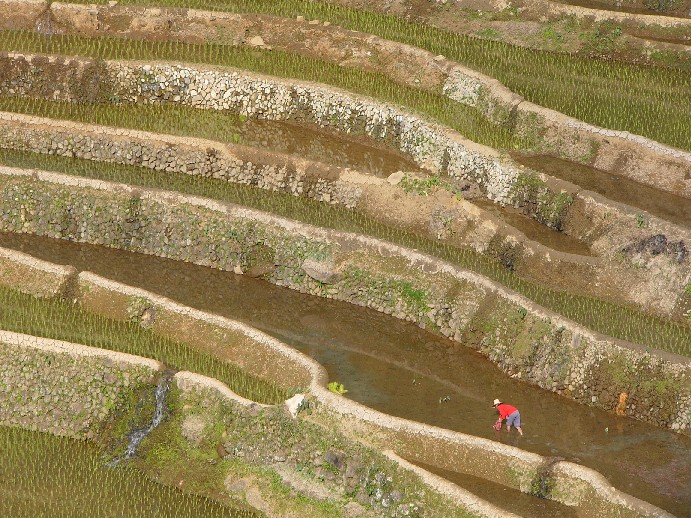  rizières ifugao 