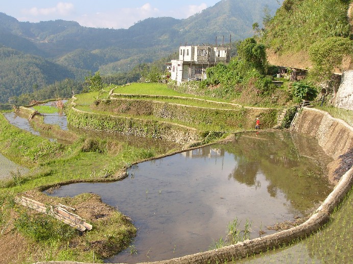 rizières banaue