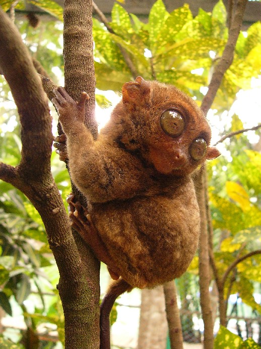 tarsier