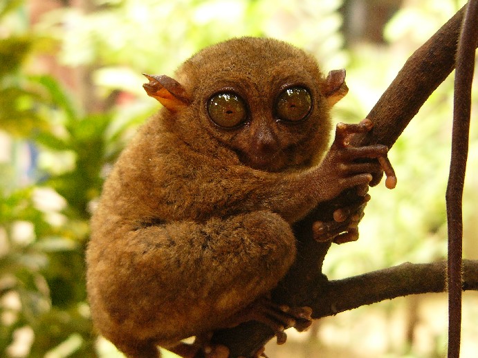 tarsier bohol